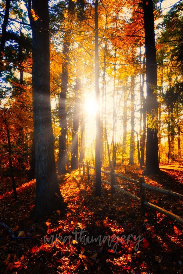 Gertrude Boyden Wildlife Refuge Autumn